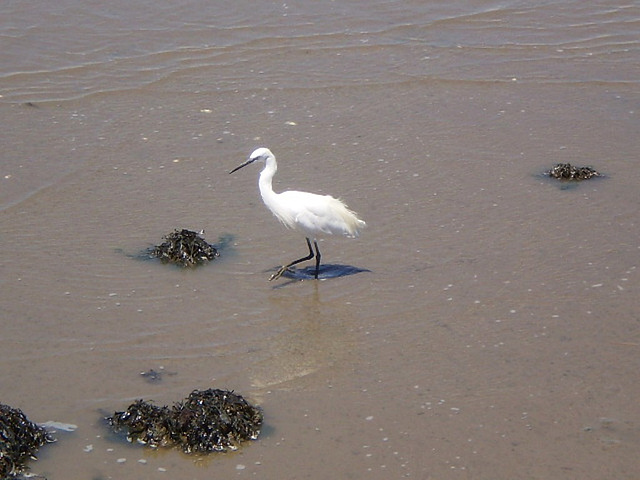 Egret exploring ebb-tide.