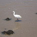 Egret exploring ebb-tide.