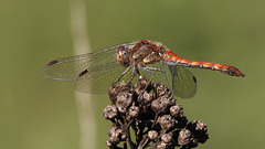 Sympetrum