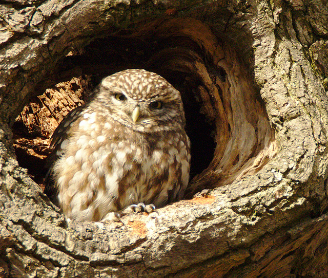 Little owl EF7A2527