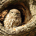 Little owl EF7A2527