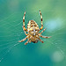 Orb Web Spider. Araneus Diadematus
