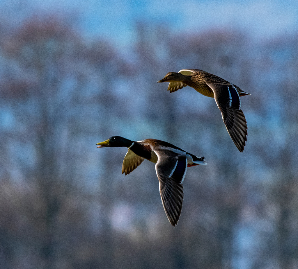 Mallards