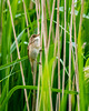 Reed warbler