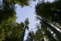 Redwoods