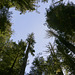 Redwoods