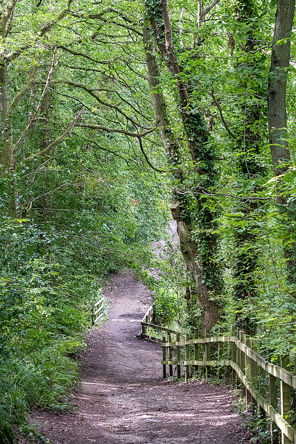 Dibbinsdale nature reserve8