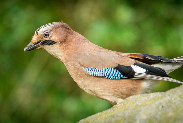 Jay close up (2)