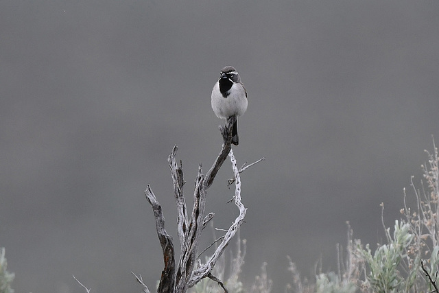 Black Throated Sparrow at Diamond Craters AWP 9341