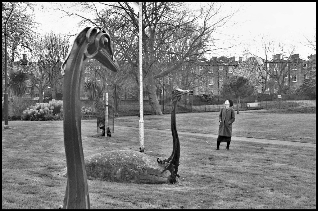 Emus, Pasley Park. Kennington.
