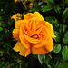 20221027 1889CPw [D~LIP] Beet-Rose (Rosa 'Noack Westzeit'), Bad Salzuflen
