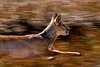 Chinese Water Deer running-DSD0536-Enhanced-NR