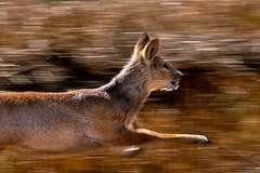 Chinese Water Deer running-DSD0536-Enhanced-NR