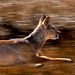 Chinese Water Deer running-DSD0536-Enhanced-NR