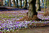 Frühling (pips)