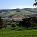 Andalusian fields