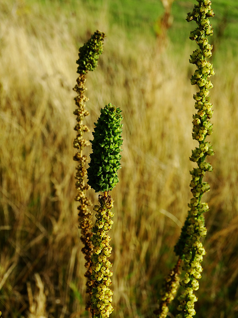 Glowing Green and Gold