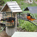 Baltimore Orioles