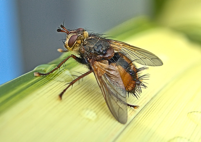 Fly. Tachina fera