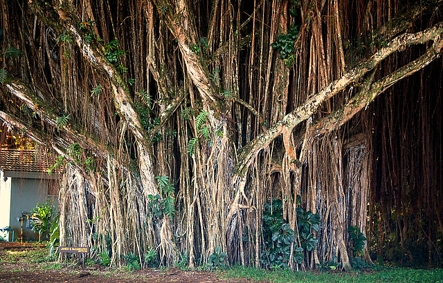 Banyan Tree