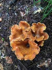 Water-filled mushrooms