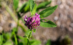 20180628 3644RVMw [D~MS] Rot-Klee (Trifolium pratense), Rieselfelder Münster