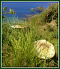 Field mushrooms. Southwest Peninsula Coast Path