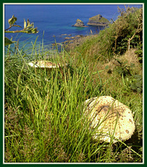 Field mushrooms. Southwest Peninsula Coast Path