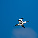 Avocet