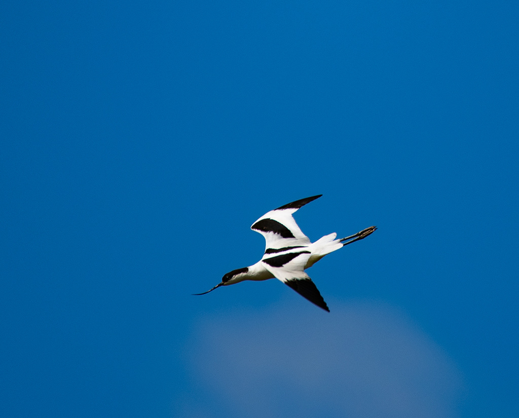 Avocet