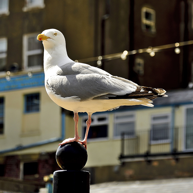 Balancing Act