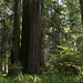 Redwoods