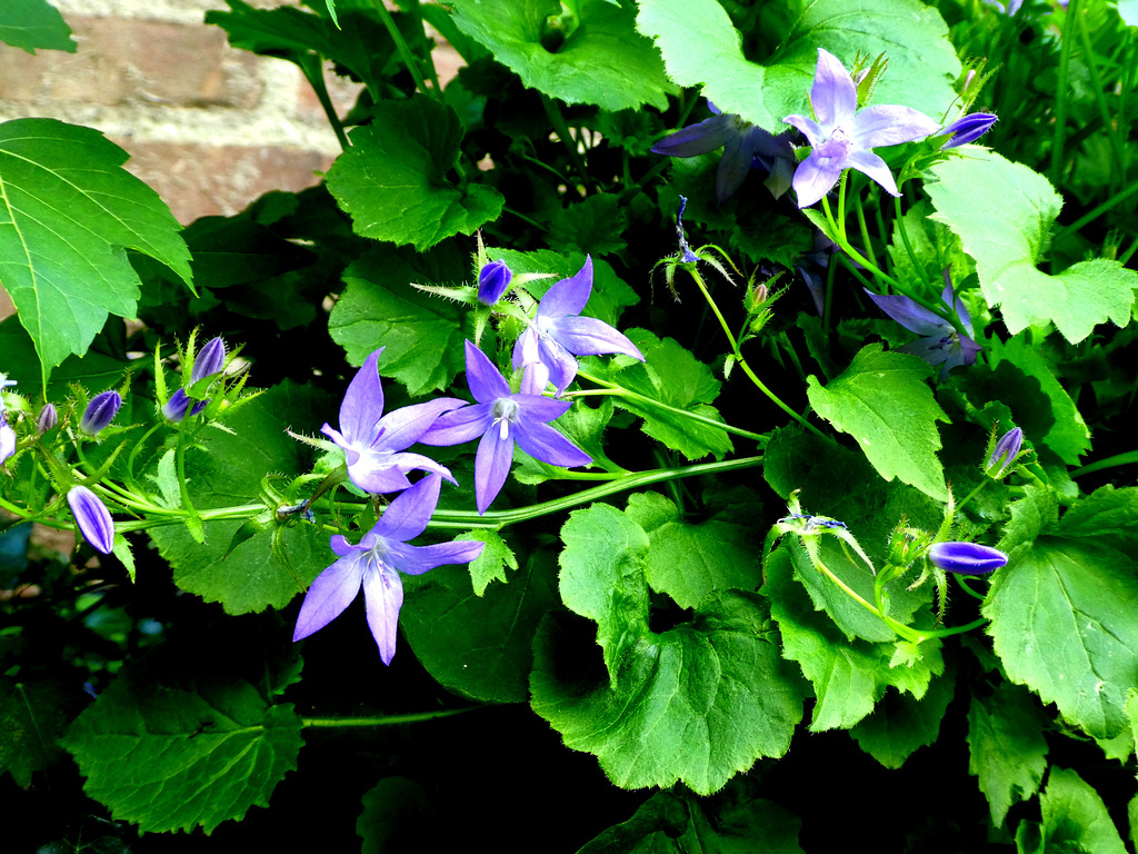 Campanula