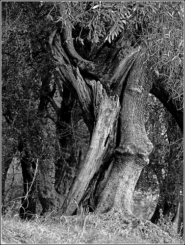 Arbres 2019-Menton--fevrier2019