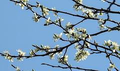 20200408 7136CPw [D~MI] Mirabelle (Prunus cerasifera), [Kirschpflaume], Großes Torfmoor, Hille