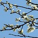 20200408 7136CPw [D~MI] Mirabelle (Prunus domesticus), Großes Torfmoor, Hille
