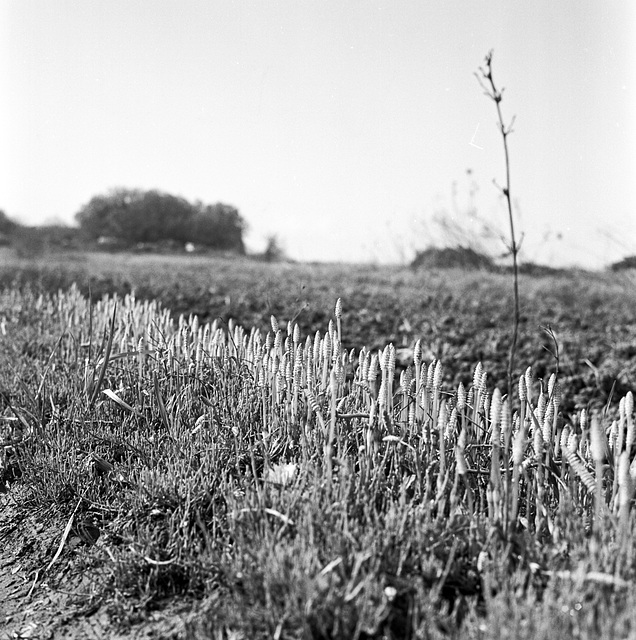 Horsetails