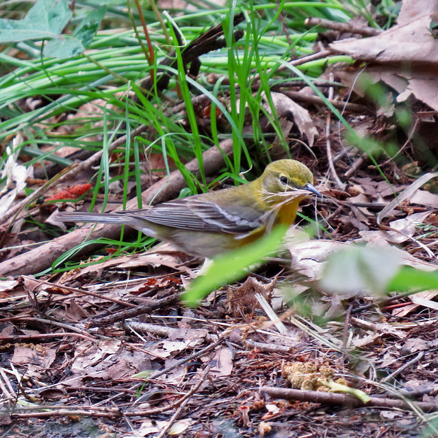 Yellow-throated vireo