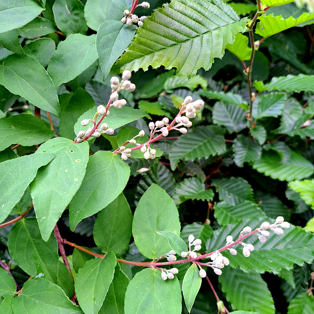 Raue Deutzie (Deutzia scabra)