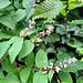 Raue Deutzie (Deutzia scabra)