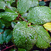 20221027 1890CPw [D~LIP] Beet-Rose (Rosa 'Noack Westzeit'), Bad Salzuflen