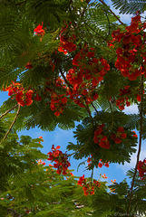 in Santa Lucía de Tirajana (© Buelipix)