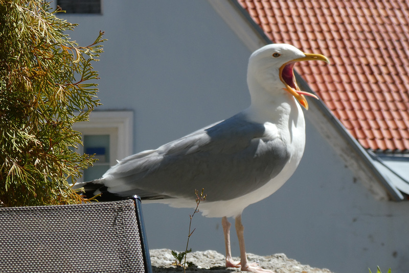 (3) "Ich hab Hunger, Hunger...!"