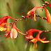 EOS R7 Peter Harriman 11 55 14 8130 montbretia dpp