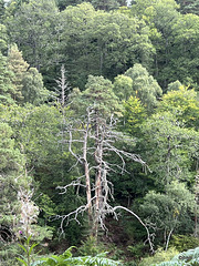 Imagery from the Dunearn Burn walk 24-08-2025