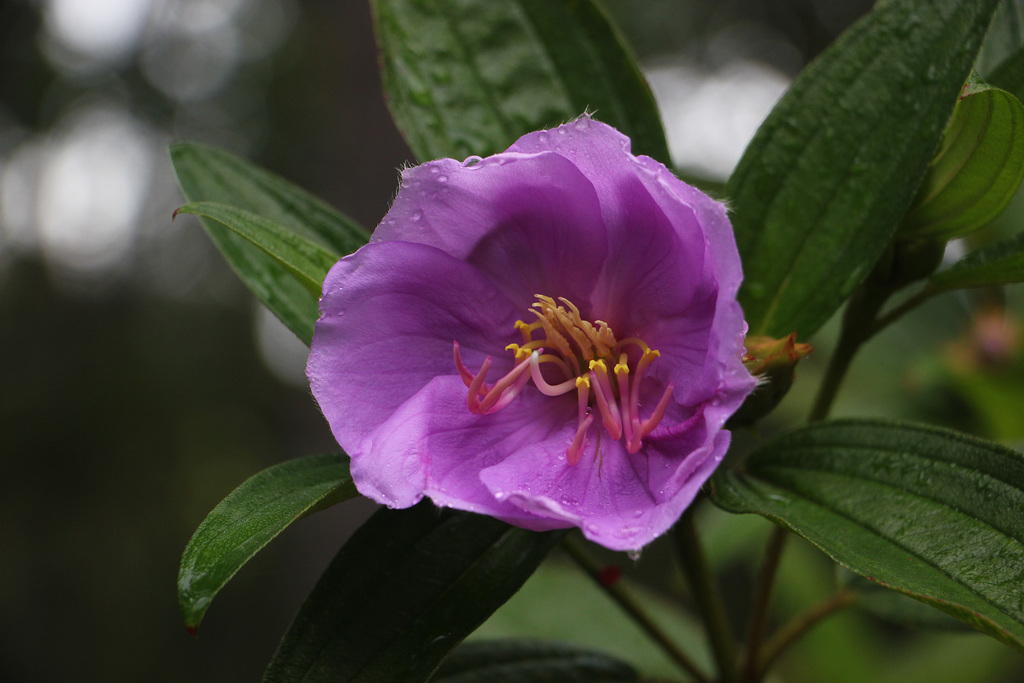 Purple Tibouchina