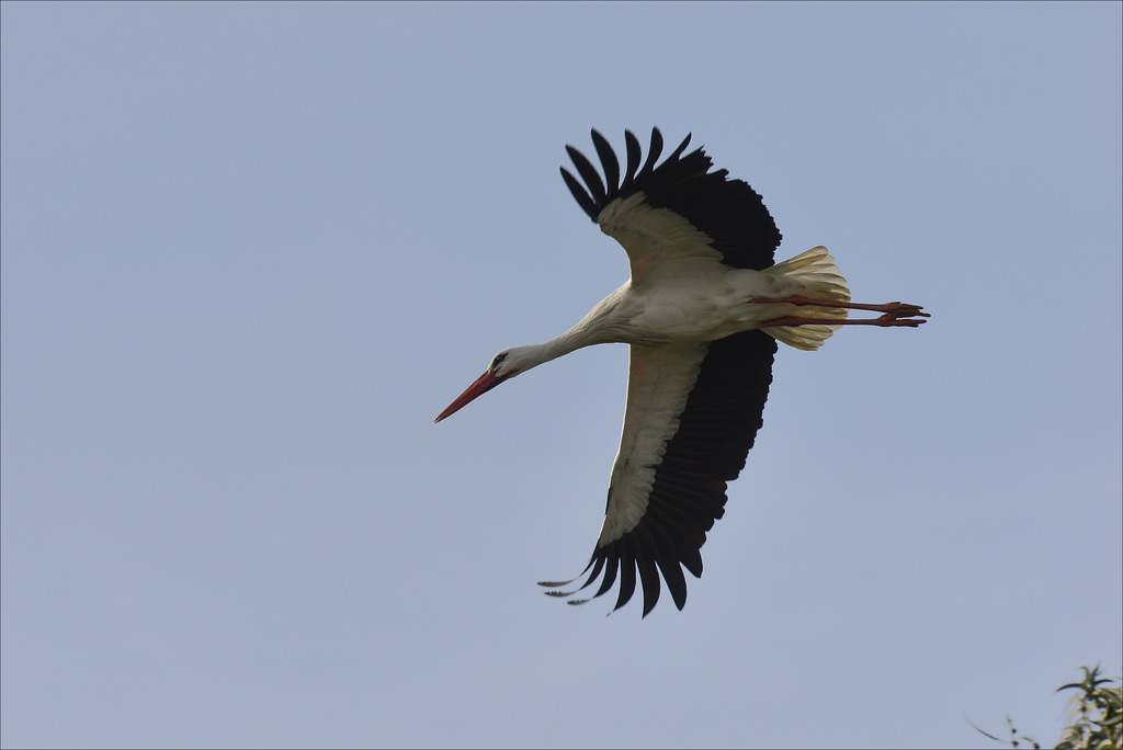 Ciconia ciconia, Cegonha branca.