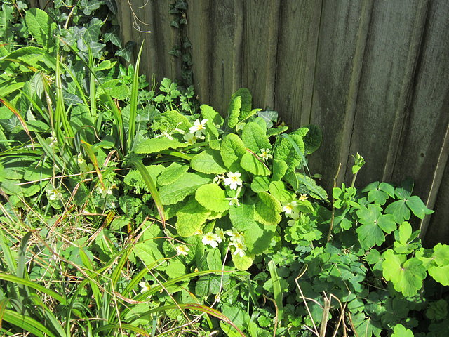 The primroses are quite deep  and so I think I'll soon have to be careful when I drive up