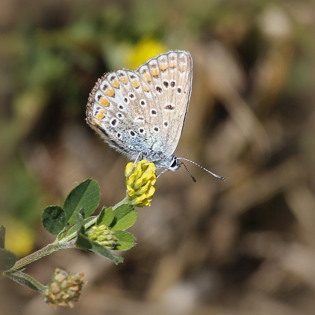 Polyommatus icarus