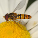 EF7A9502hoverfly